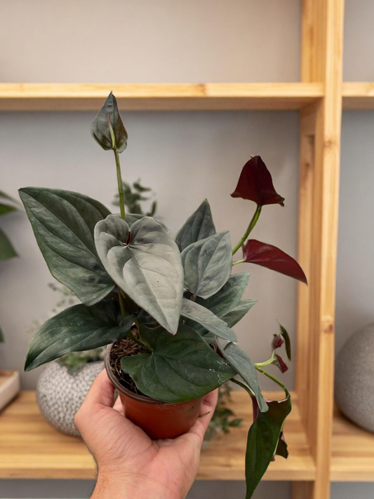 Syngonium 'Red Arrow'