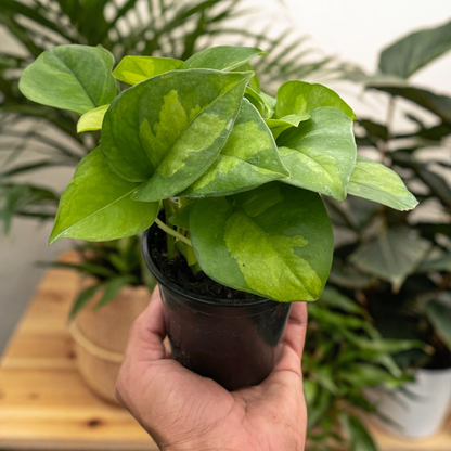 Pothos 'Global Green'
