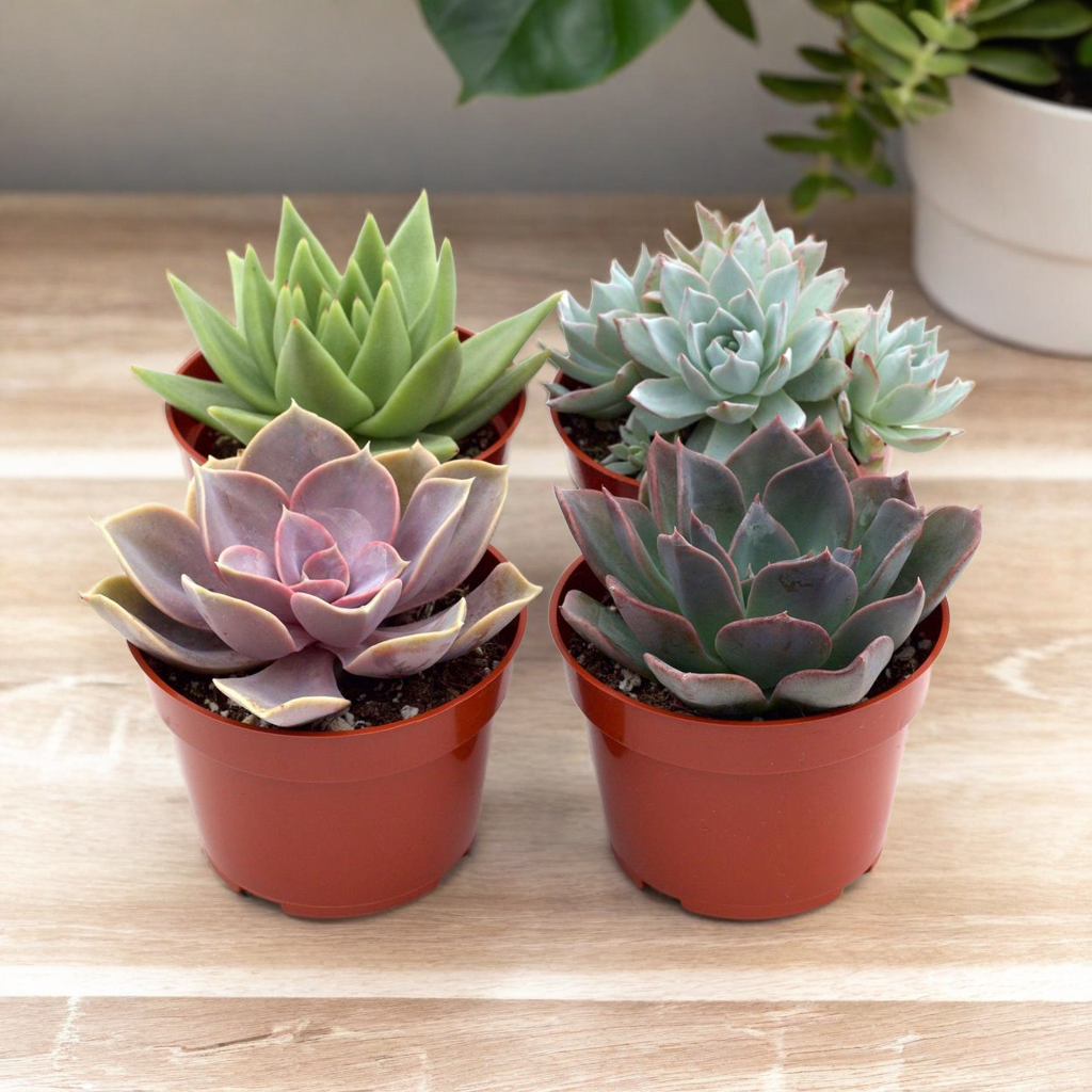 Rosette Succulent Variety Packs
