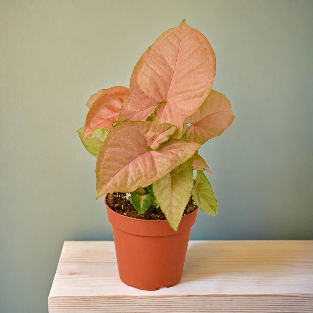 Syngonium Strawberry