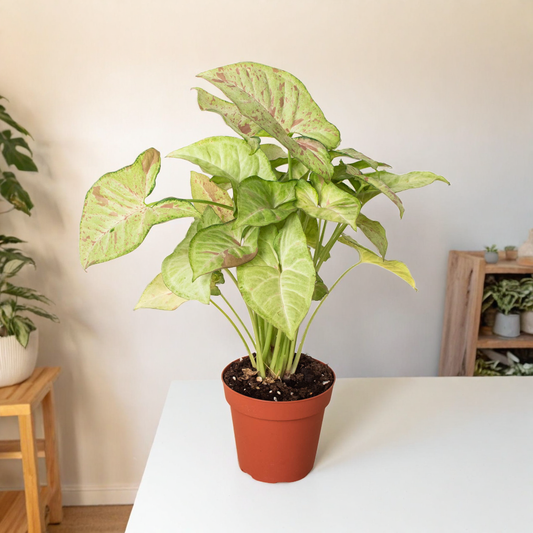 Syngonium 'Confetti'