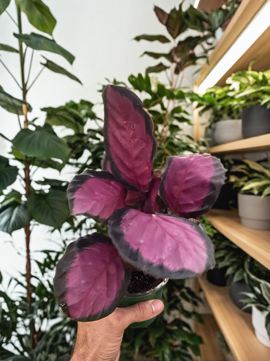 Calathea 'Purple Rose'