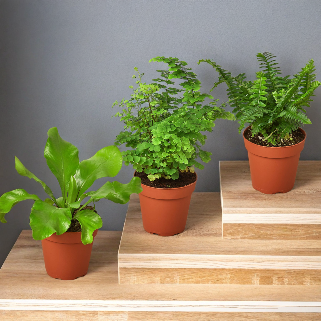 3 Fern Variety Pack - Live Plants - 4" Pot - House Plant