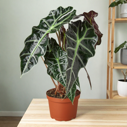 Alocasia Polly 'African Mask'
