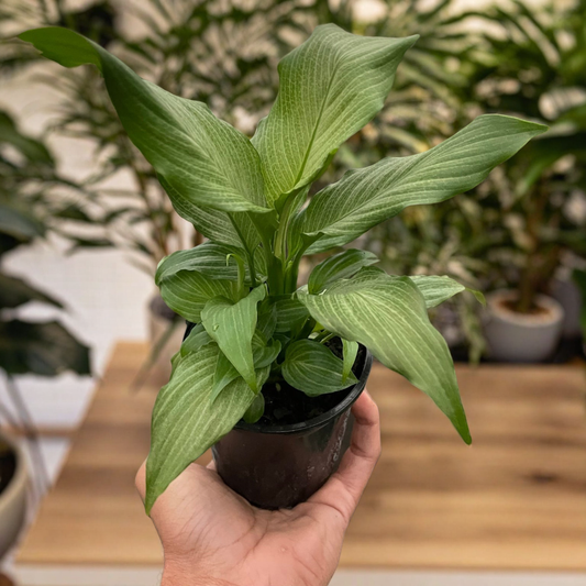 Spathiphyllum 'Platinum Mist'