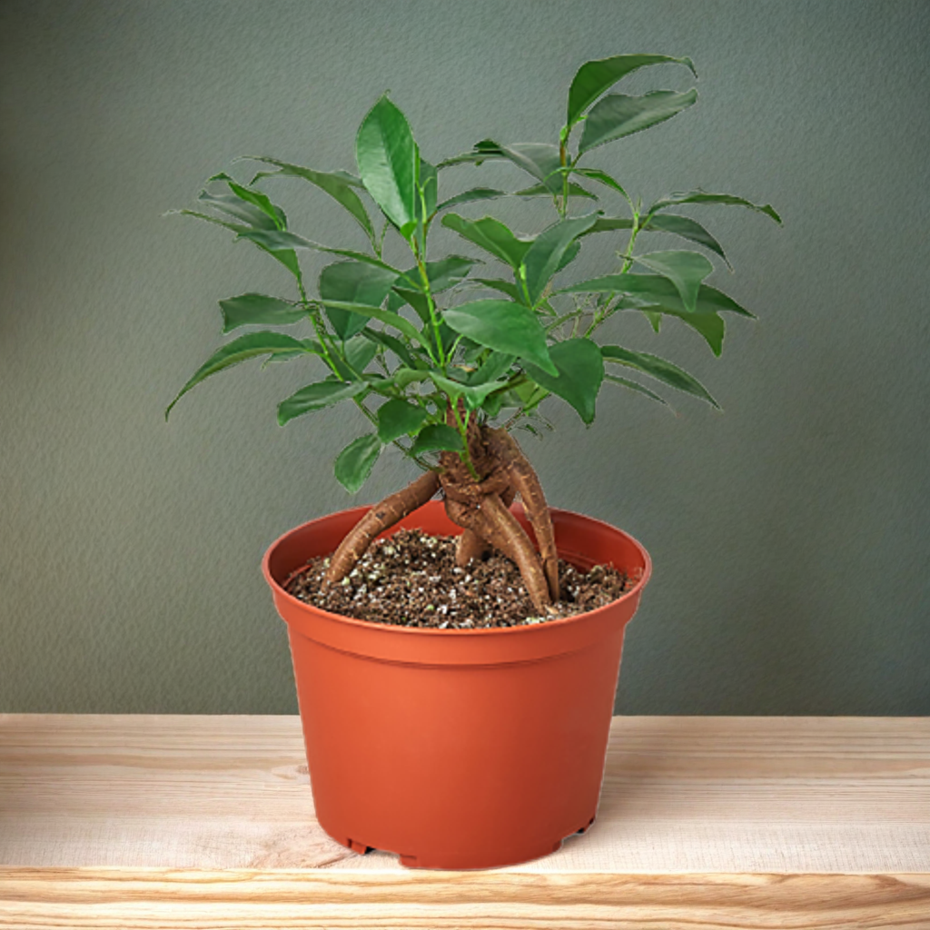 Ficus 'Ginseng'