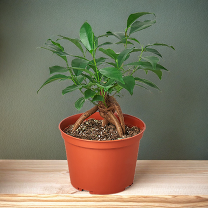 Ficus 'Ginseng'
