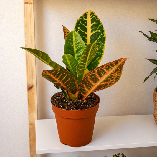 Croton Petra 'Joseph's Coat'