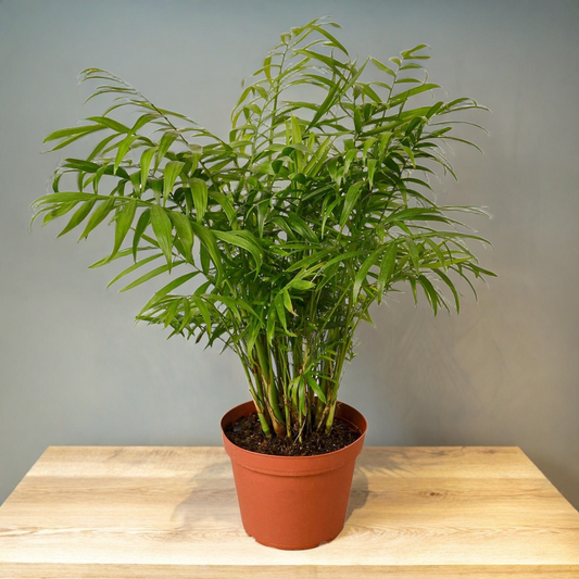 Parlor Palm