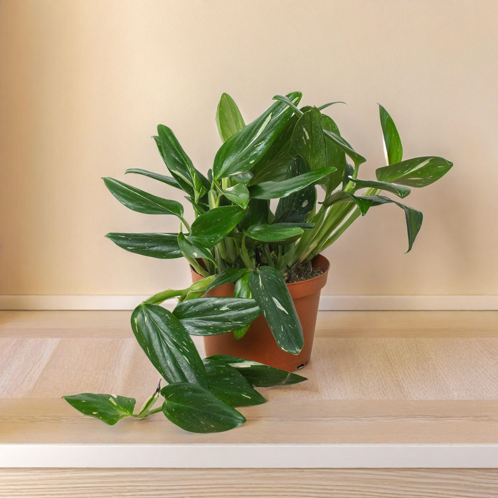 Monstera 'Standeleyana Albo Variegated'