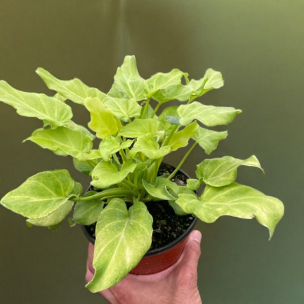 Philodendron 'Xanadu' Variegated