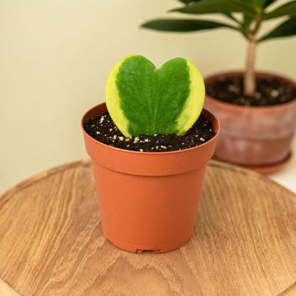 Hoya 'Sweetheart Variegated'