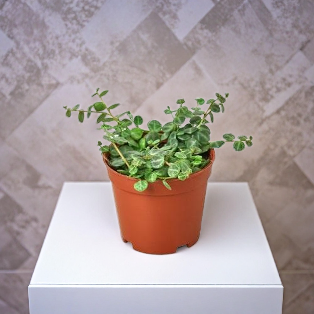 Peperomia Prostrata 'String of Turtles'