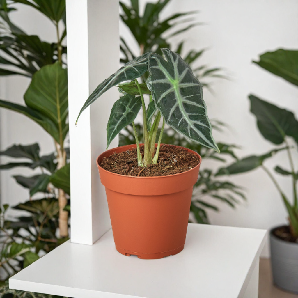 Alocasia Amazonica 'Bambino'