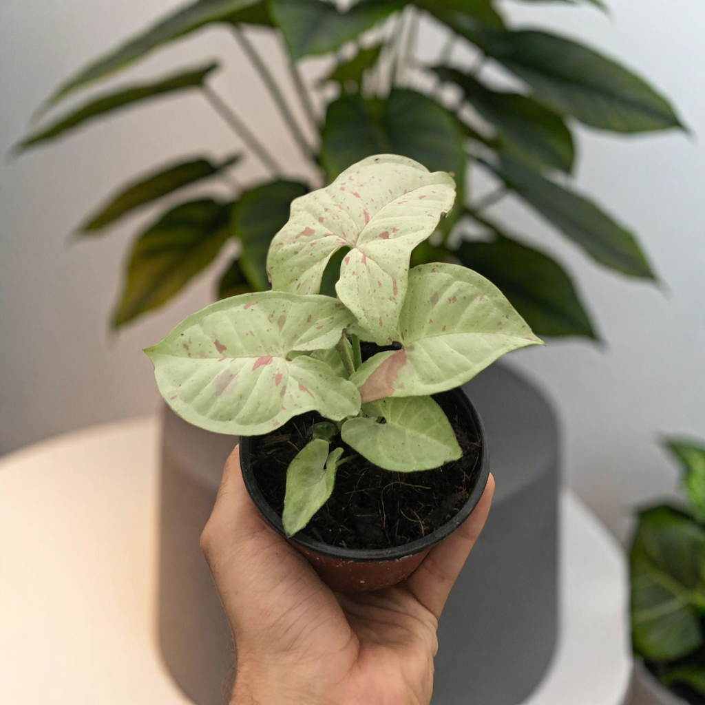 Syngonium 'Milk Confetti'
