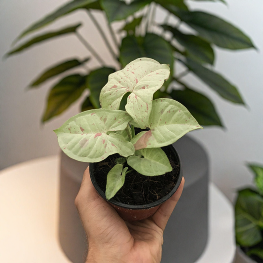 Syngonium 'Milk Confetti'