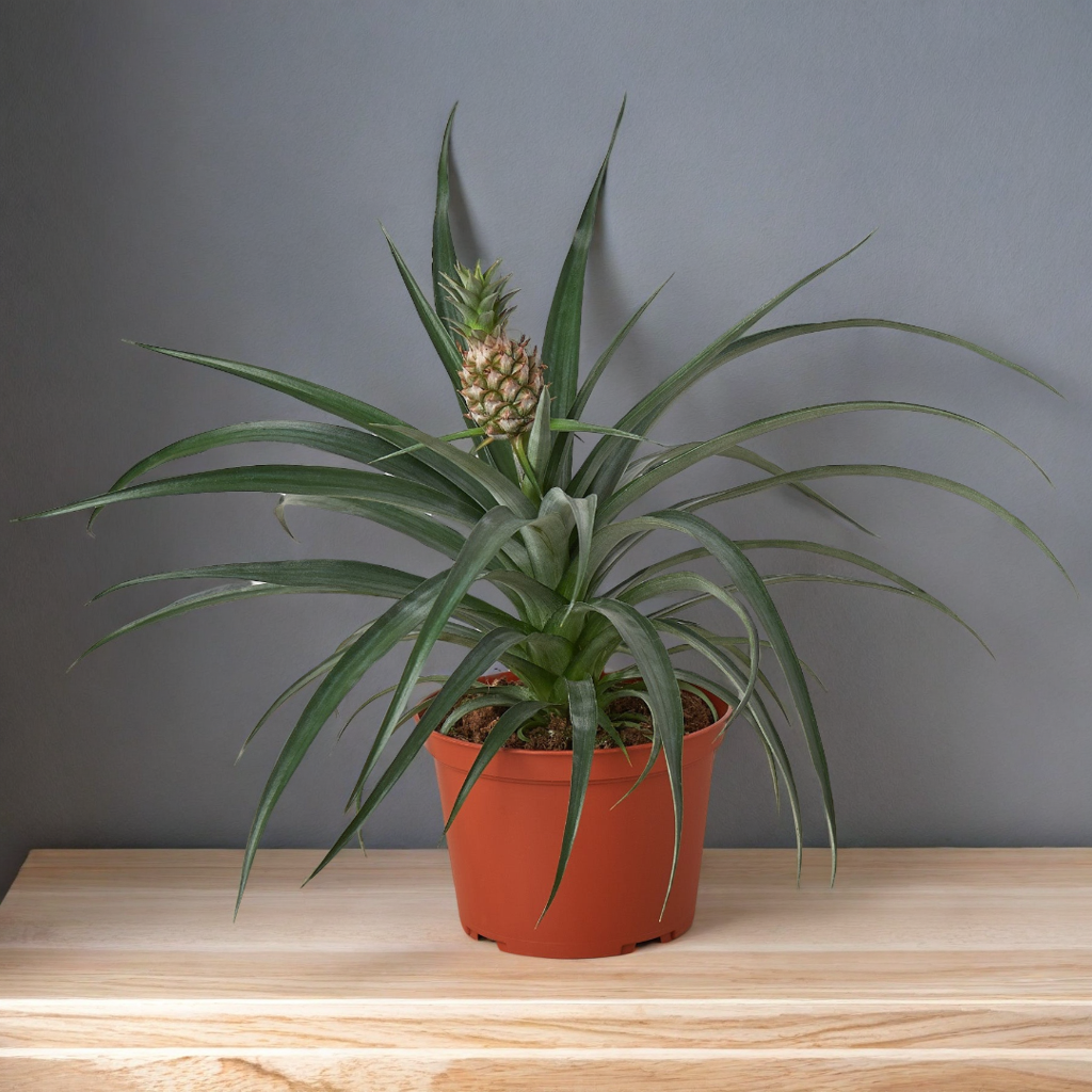 Bromeliad 'Yellow Pineapple' - 6" Pot