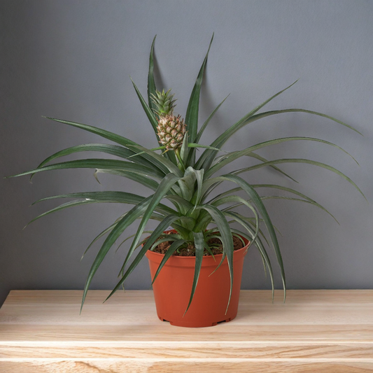 Bromeliad 'Yellow Pineapple' - 6" Pot