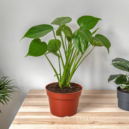 New Plant Parent Bundle