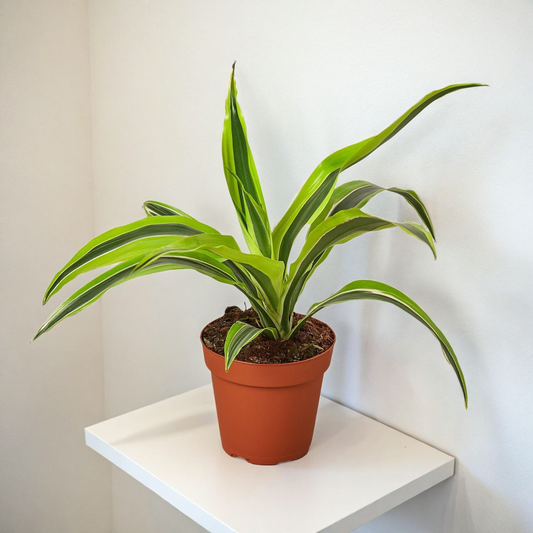 Dracaena Deremensis 'Lemon Lime'