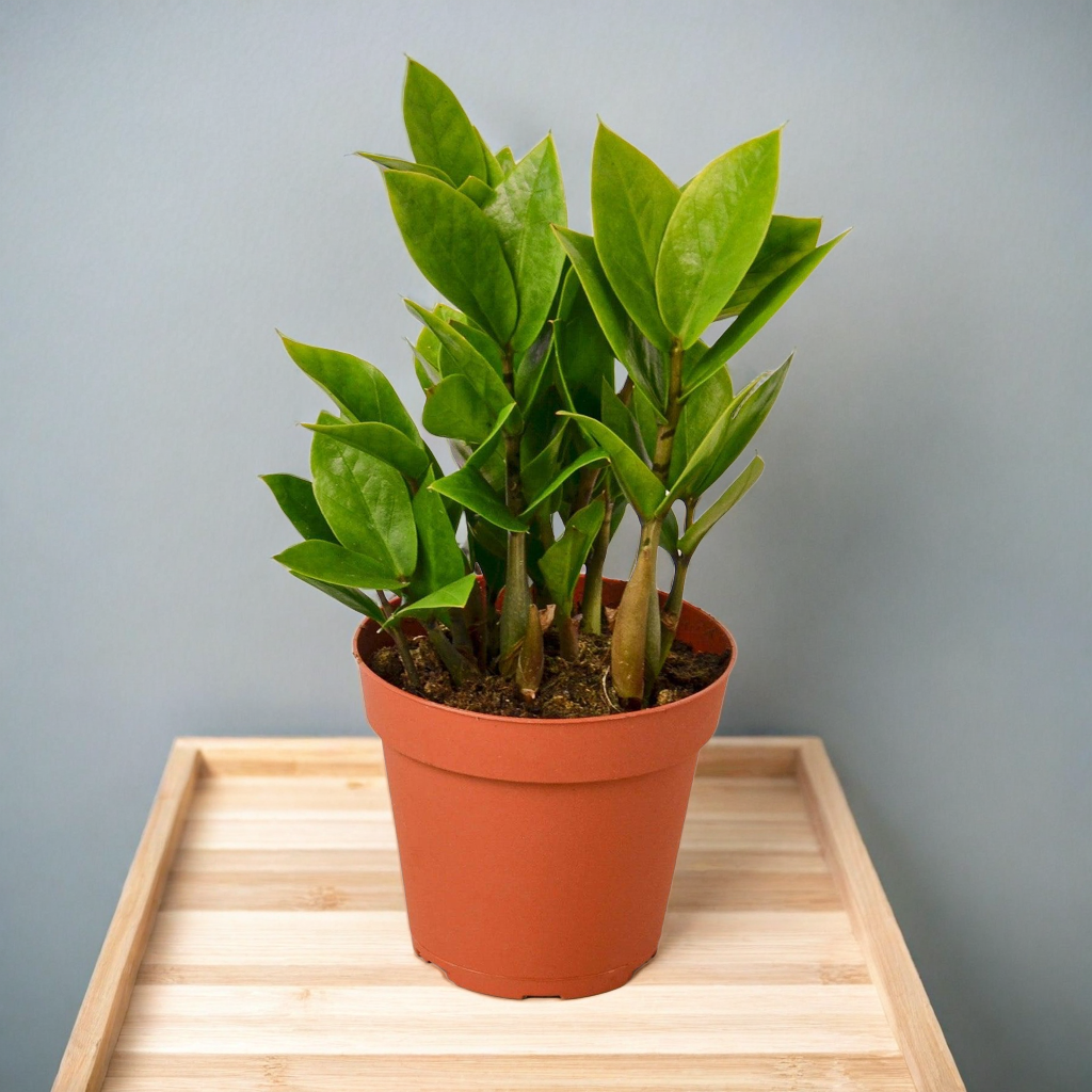 Zamioculcas Zamiifolia ZZ