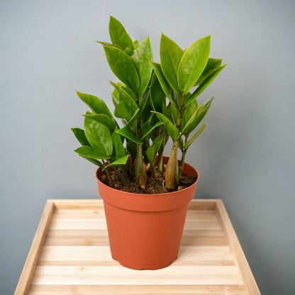 Zamioculcas Zamiifolia ZZ