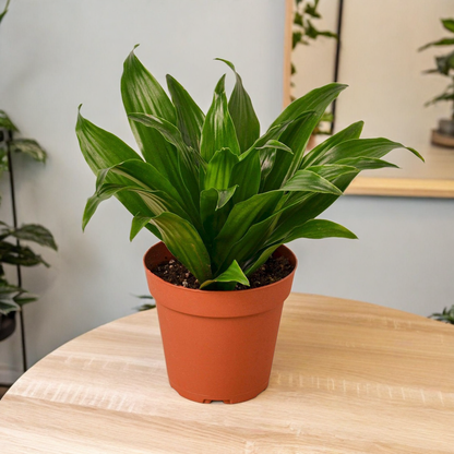 Dracaena 'Janet Craig'