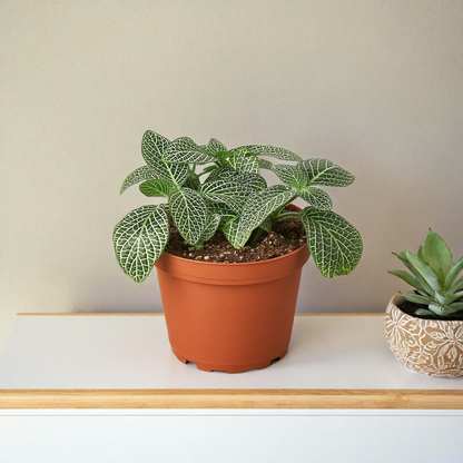 Fittonia 'White Nerve Plant'