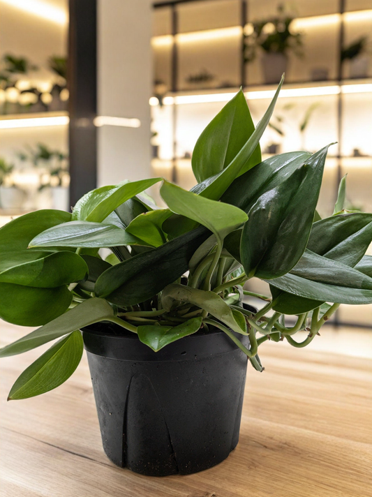 Scindapsus Platinum Java