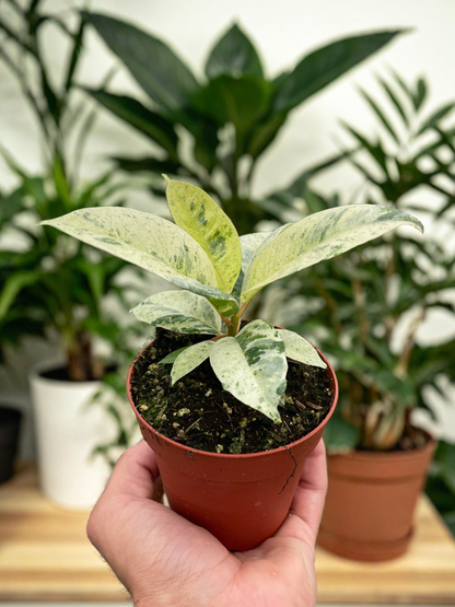 Ficus 'shivereana' (Moonshine)