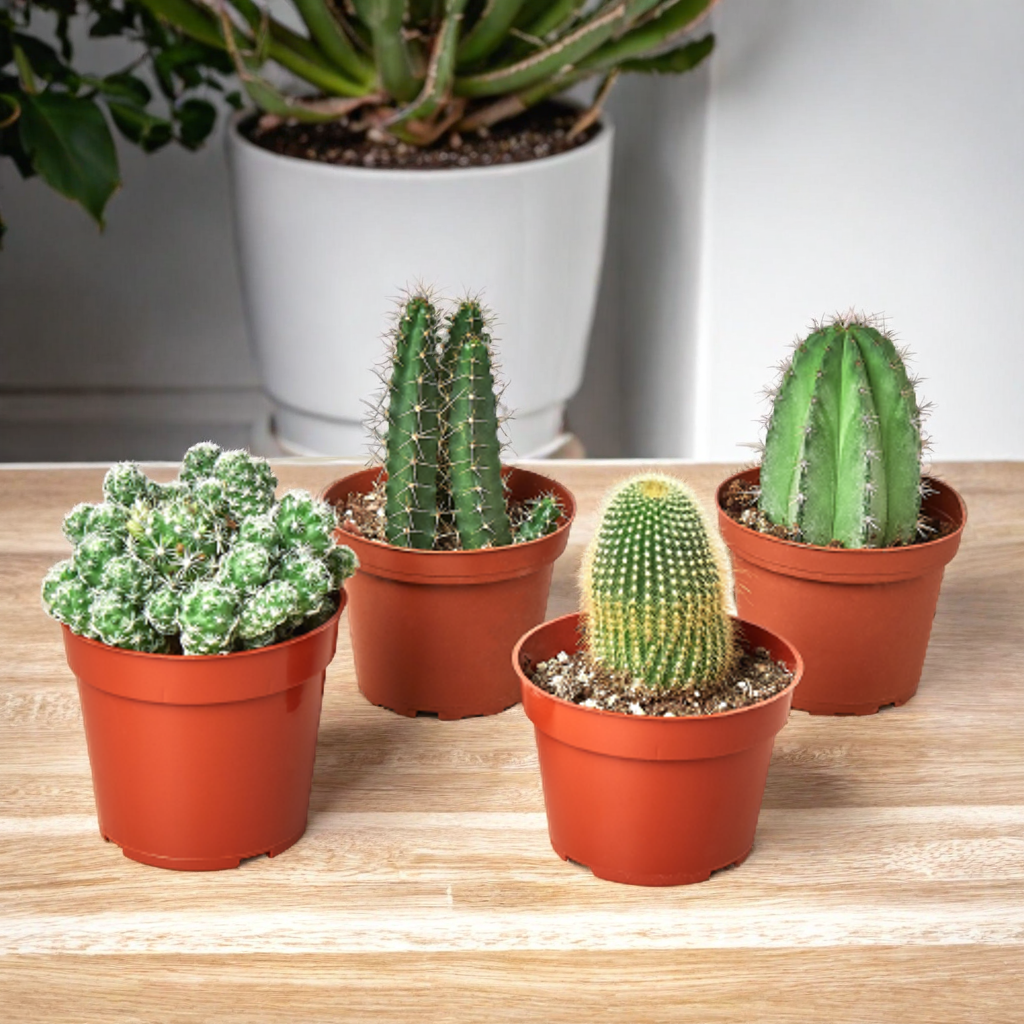 4 Cacti Variety Pack - 4.0" Pot