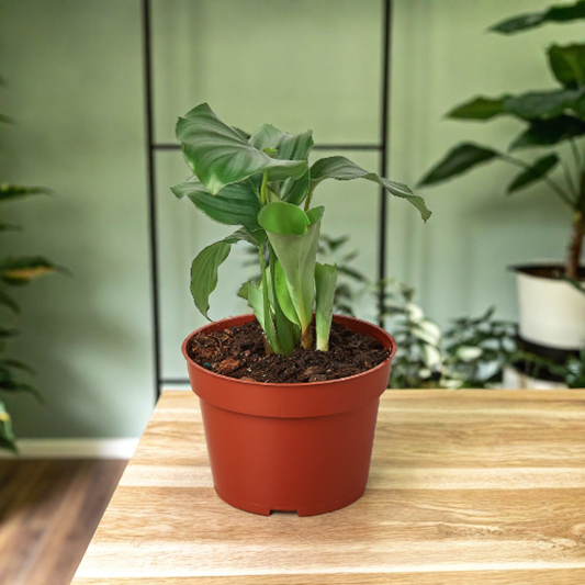 Calathea 'Orbifolia'