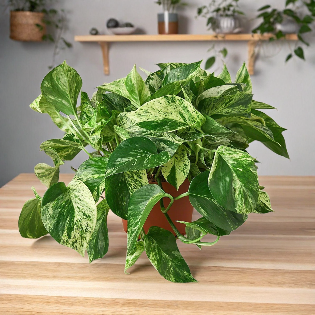 Pothos 'Marble Queen'