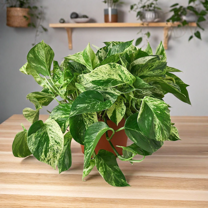 Pothos 'Marble Queen'