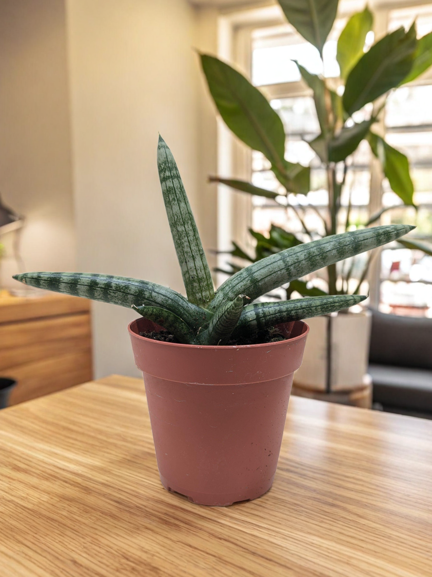 Succulent Stapelia African Starfish