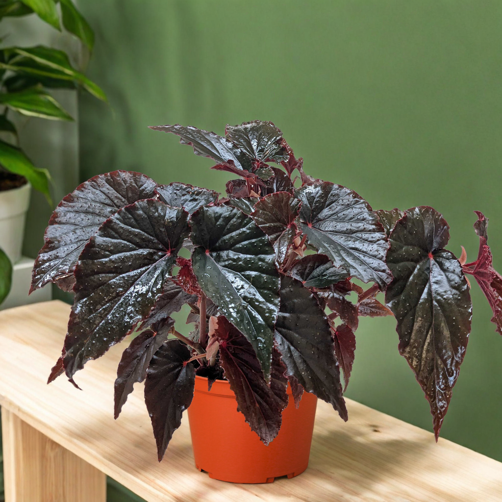 Begonia 'Black Magic'