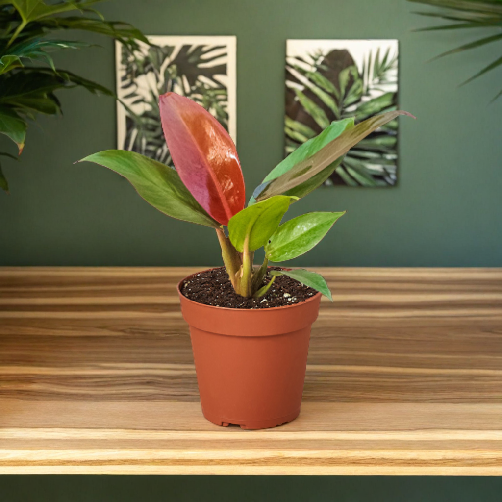 Philodendron 'Sun Red'