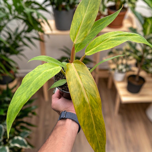 Philodendron 'Orange Marmalade'