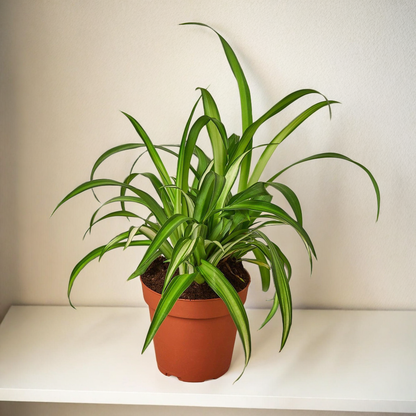 Spider Plant Hawaiian