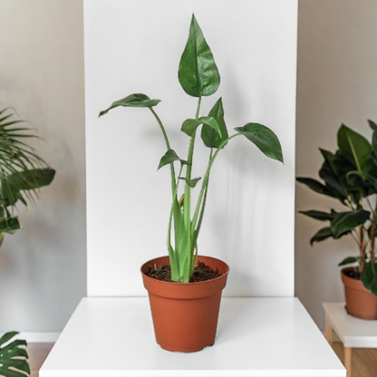 Alocasia 'Tiny Dancer' - 4" Pot