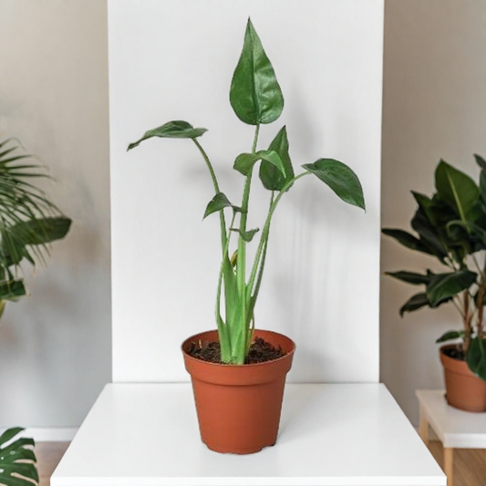 Alocasia 'Tiny Dancer' - 4" Pot