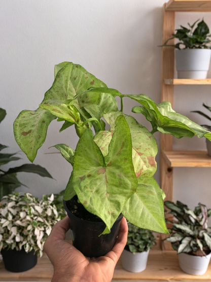 Syngonium 'Confetti'