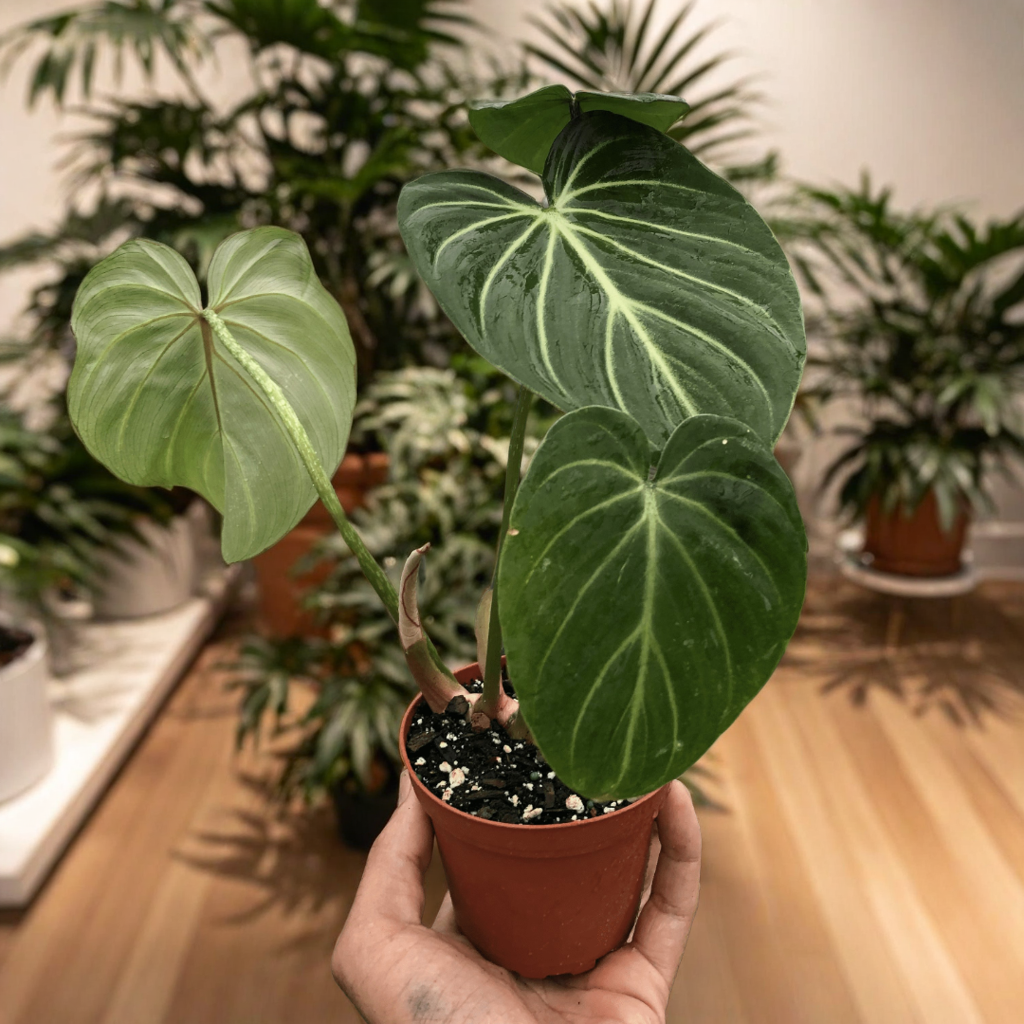 Philodendron Gloriosum