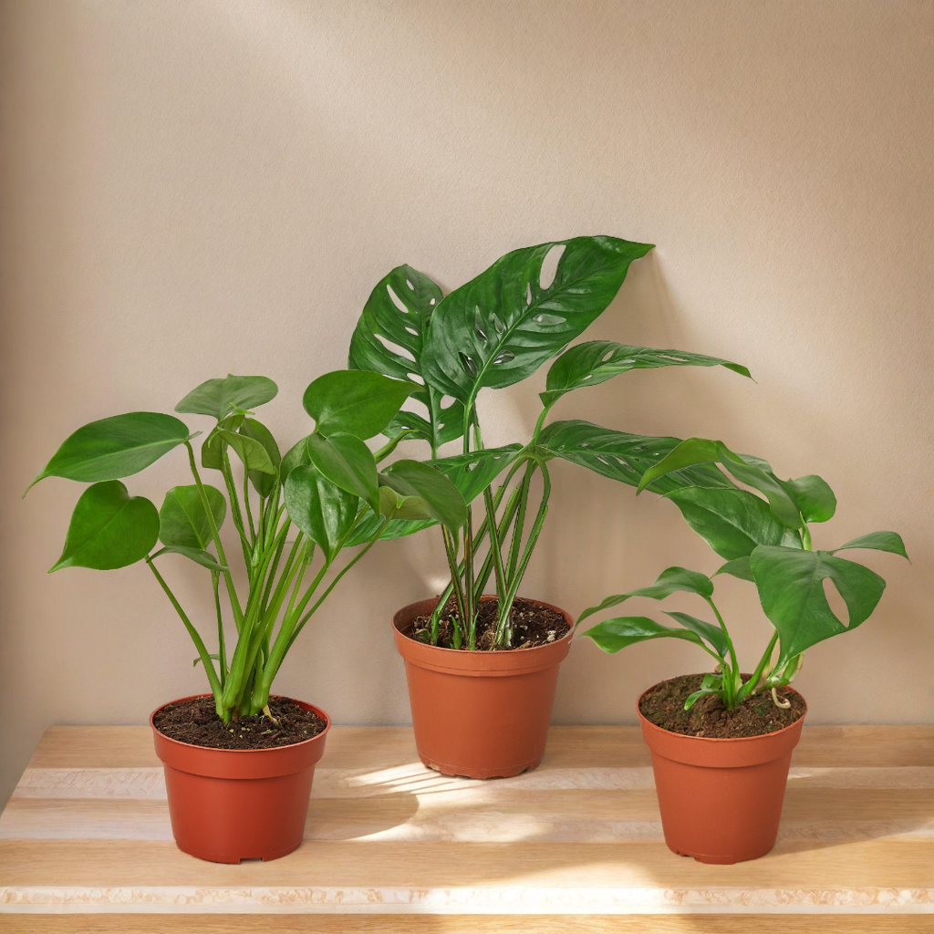 Monstera Bundle