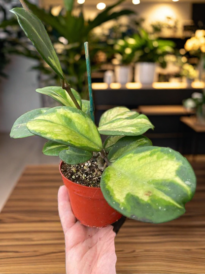 Hoya Obovata Reverse