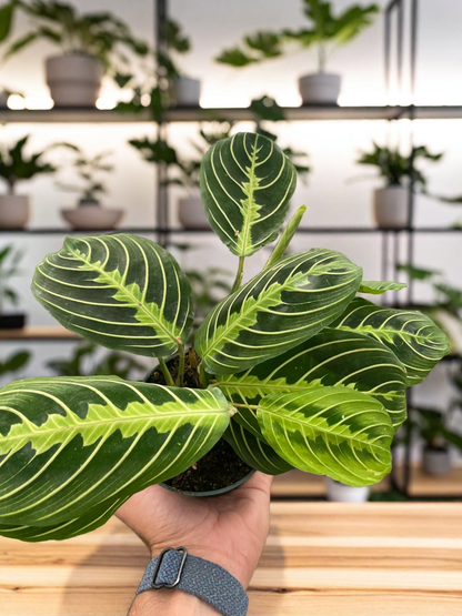 Maranta 'Lemon Lime'