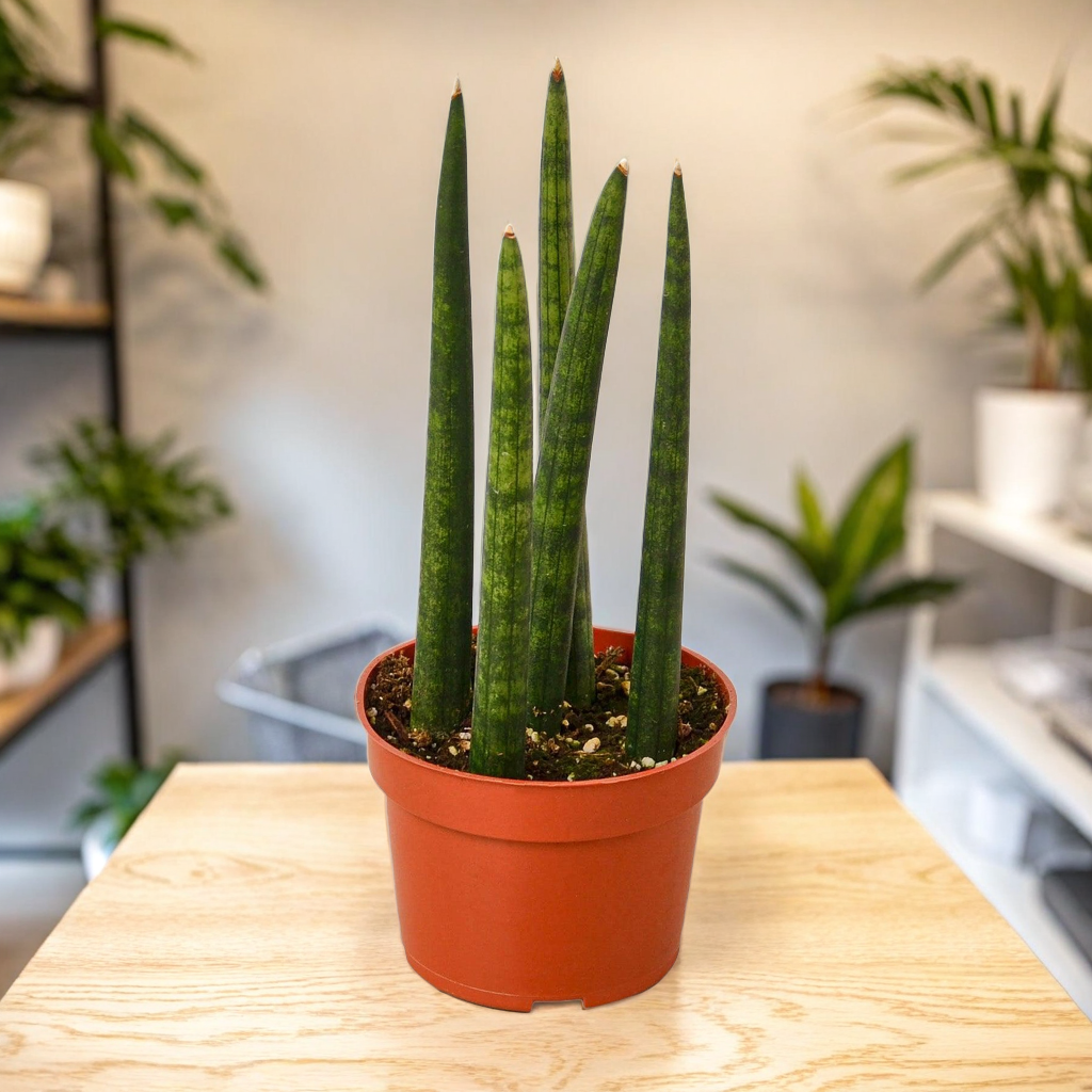 Snake Plant Cylindrica