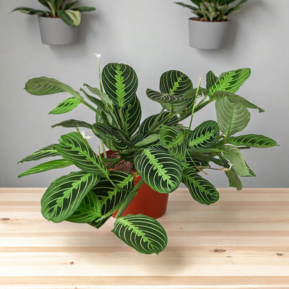 Maranta 'Lemon Lime'