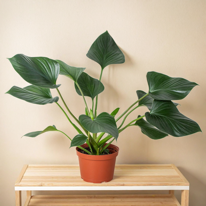 Homalomena 'Emerald Gem'