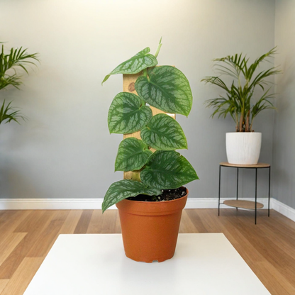 Monstera 'Dubia' (Shingle Plant)